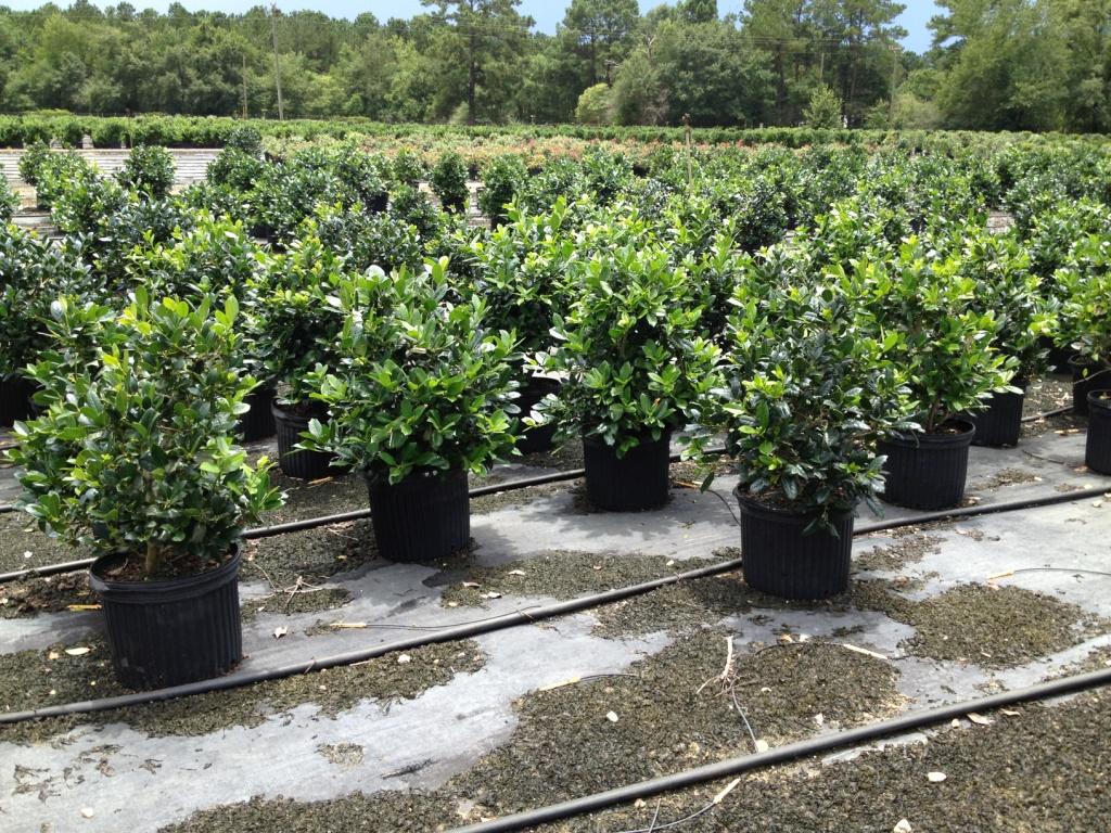 Potted Holly Plants