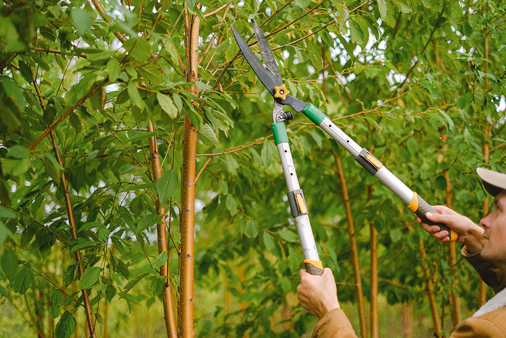 Tree prunning