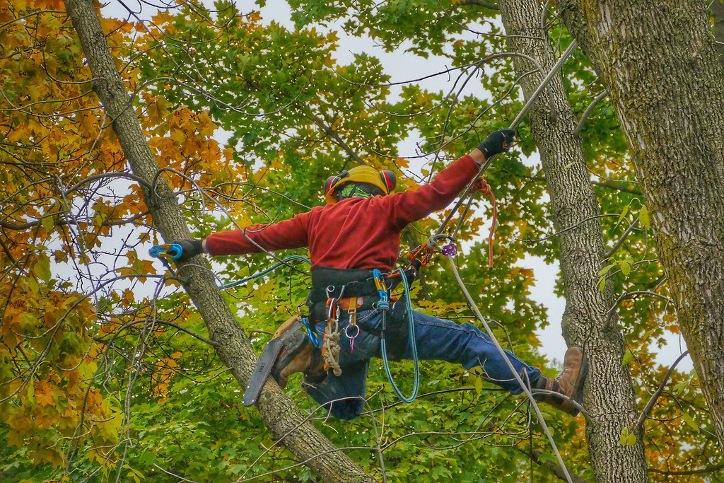 Tree surgeon