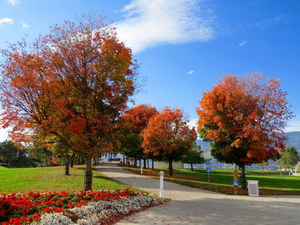 types of maple trees in tennessee