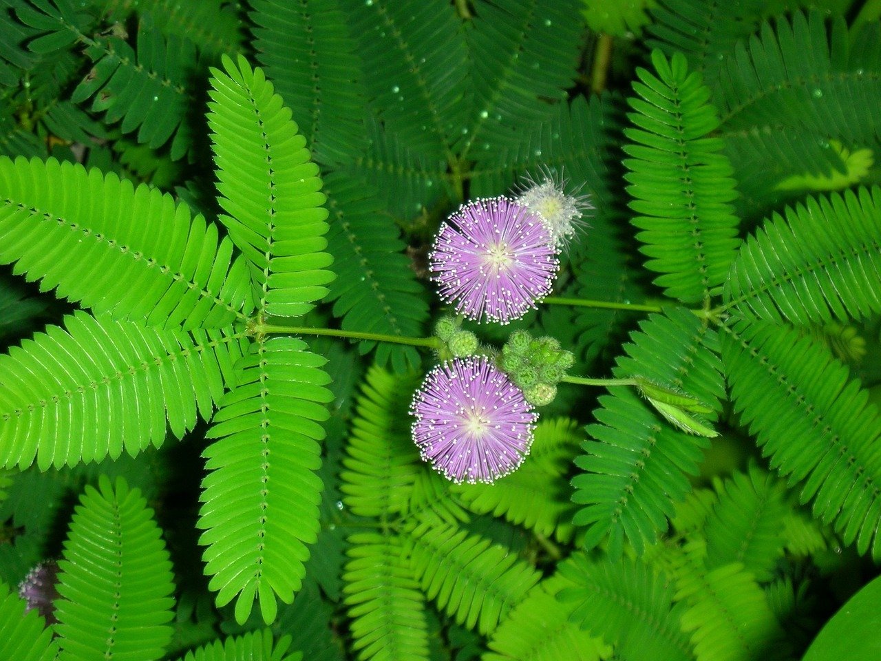 Mimosa leaves and flowers