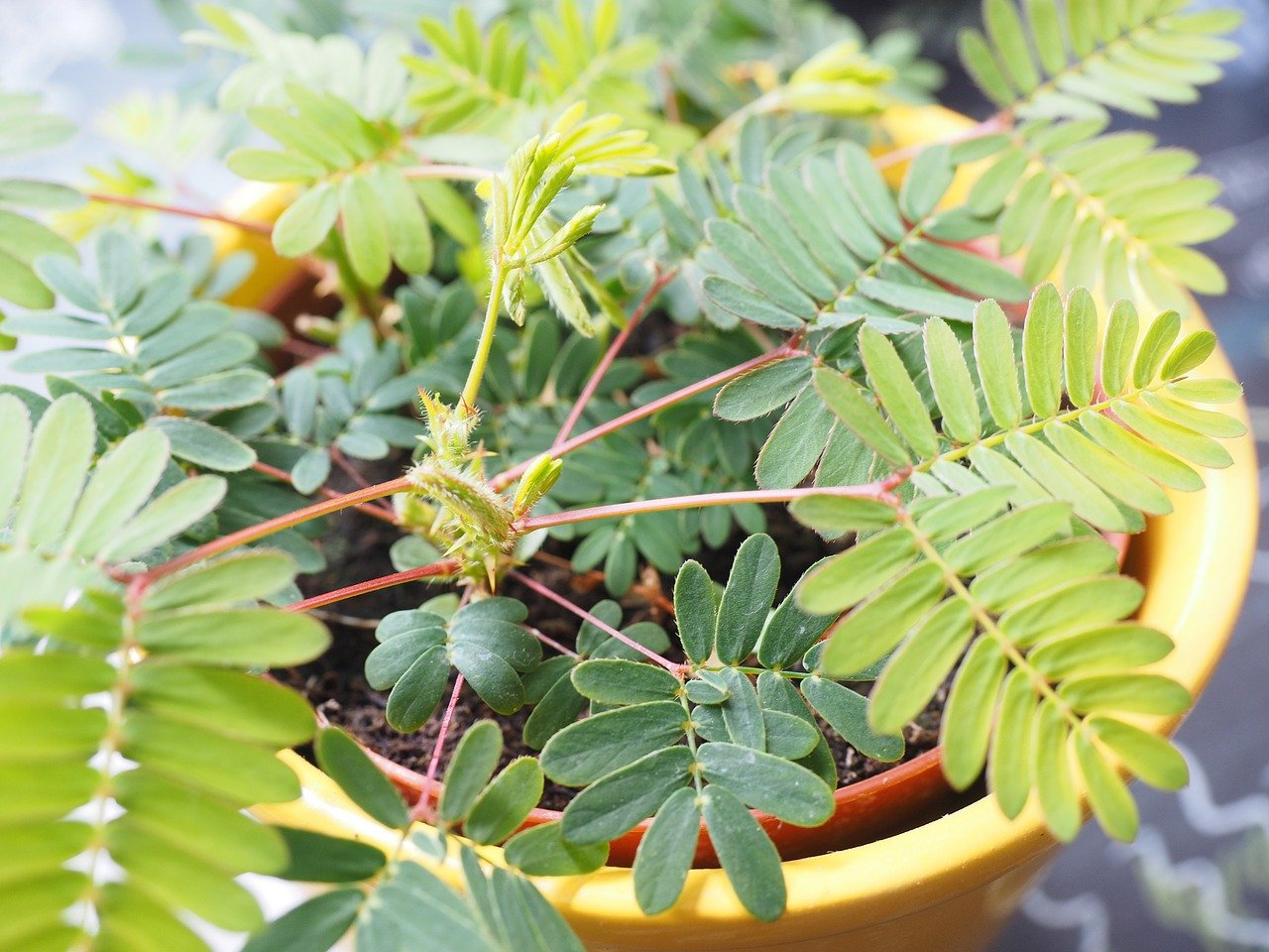 A Mimosa plant in a pot