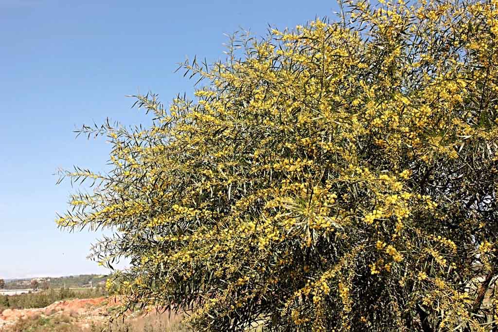 Mimosa Tree