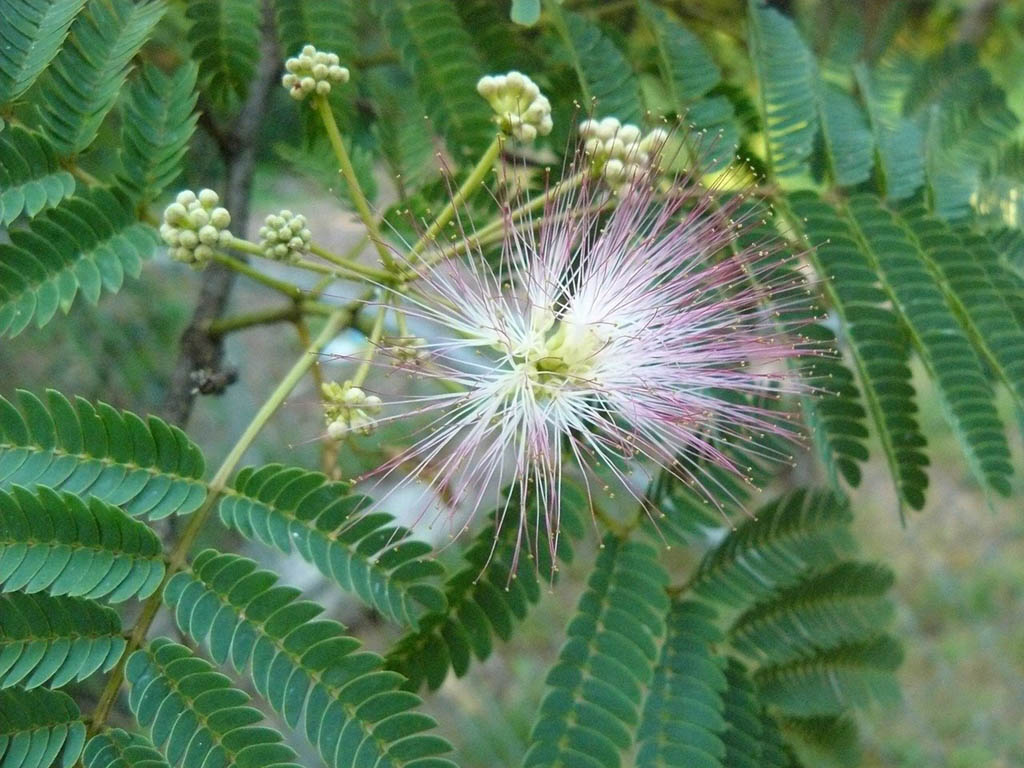 Leaves and flowers of a Mimosa tree