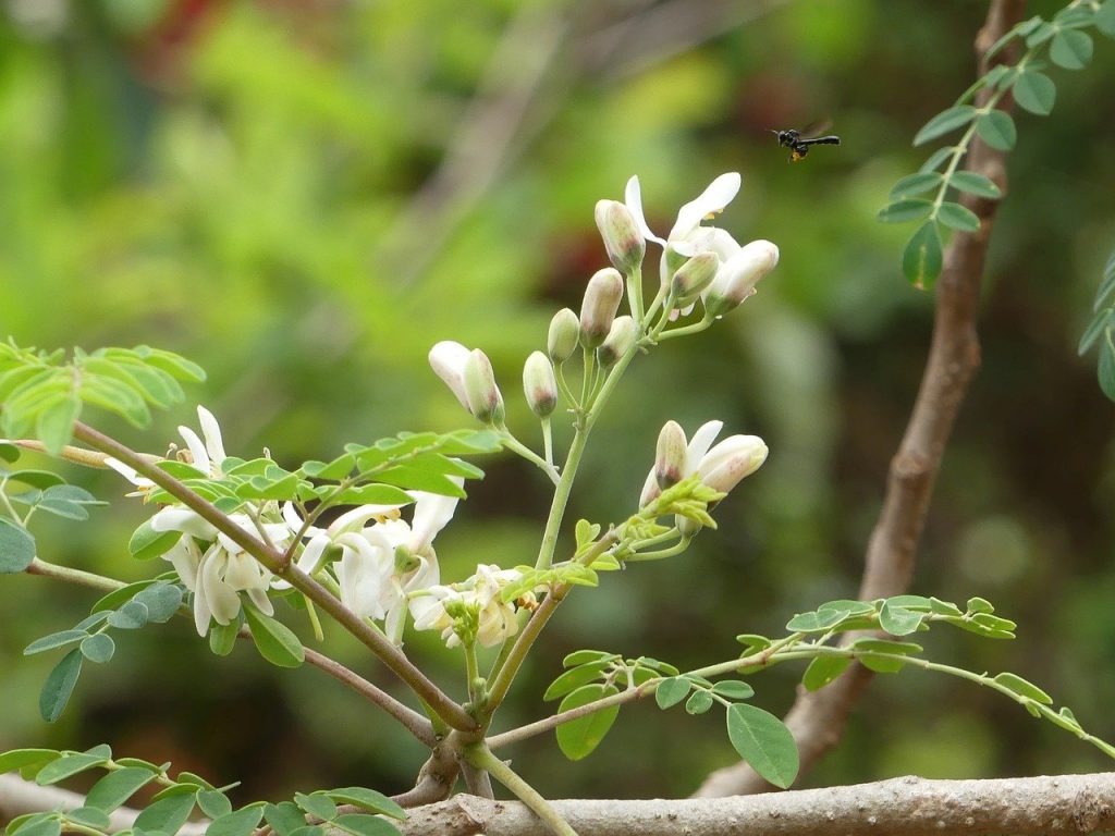 moringa blossoms