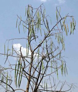 unharvested fruits of moringa tree