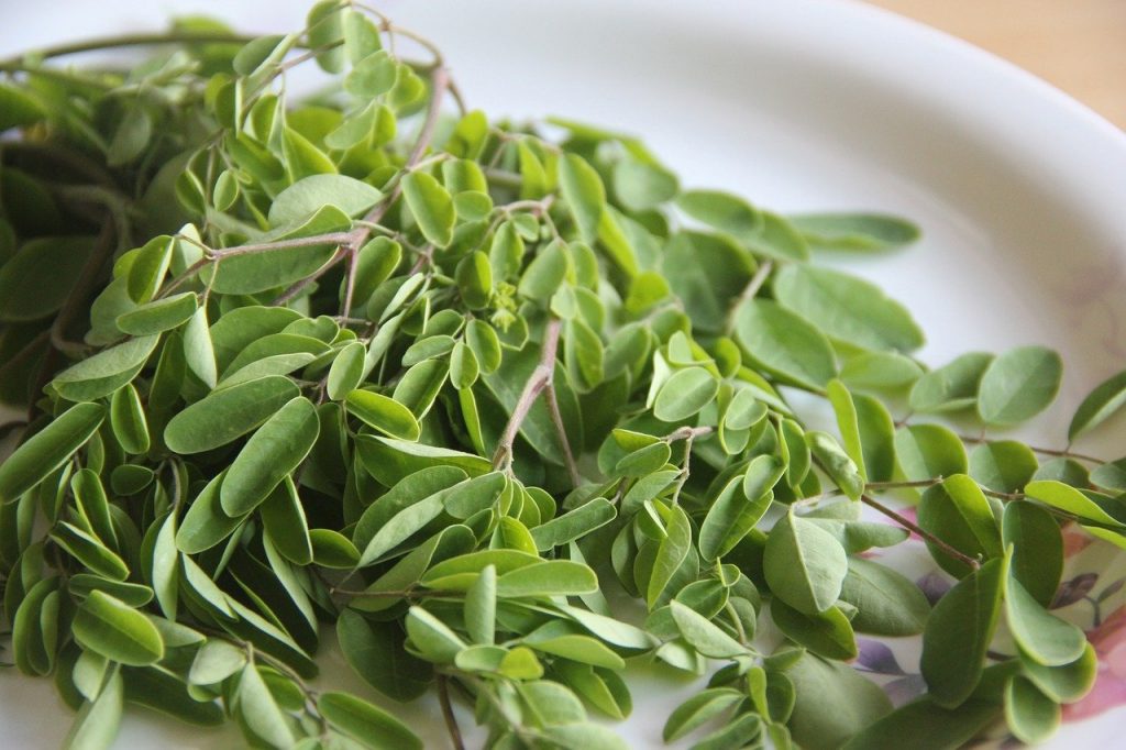 harvested moringa leaves in a white plate