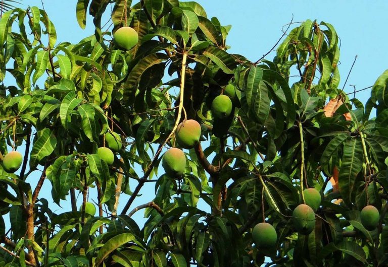 Glenn Mango Trees Buying &amp; Growing Guide