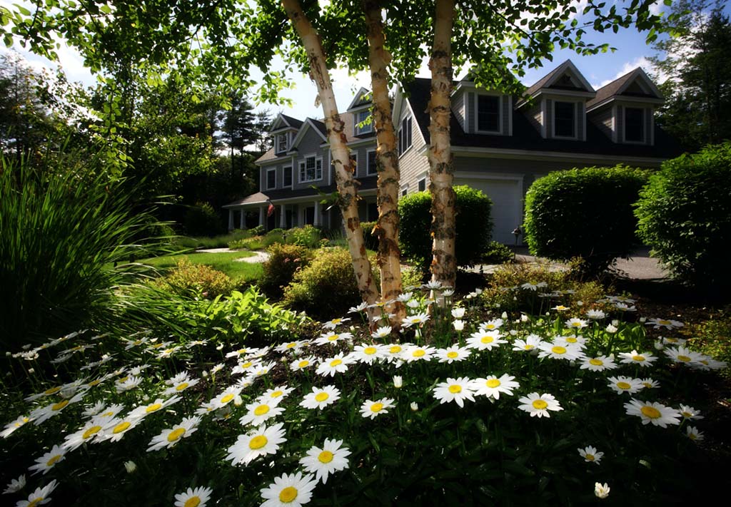 white and yellow daisies in front of a gray and black wooden house during day