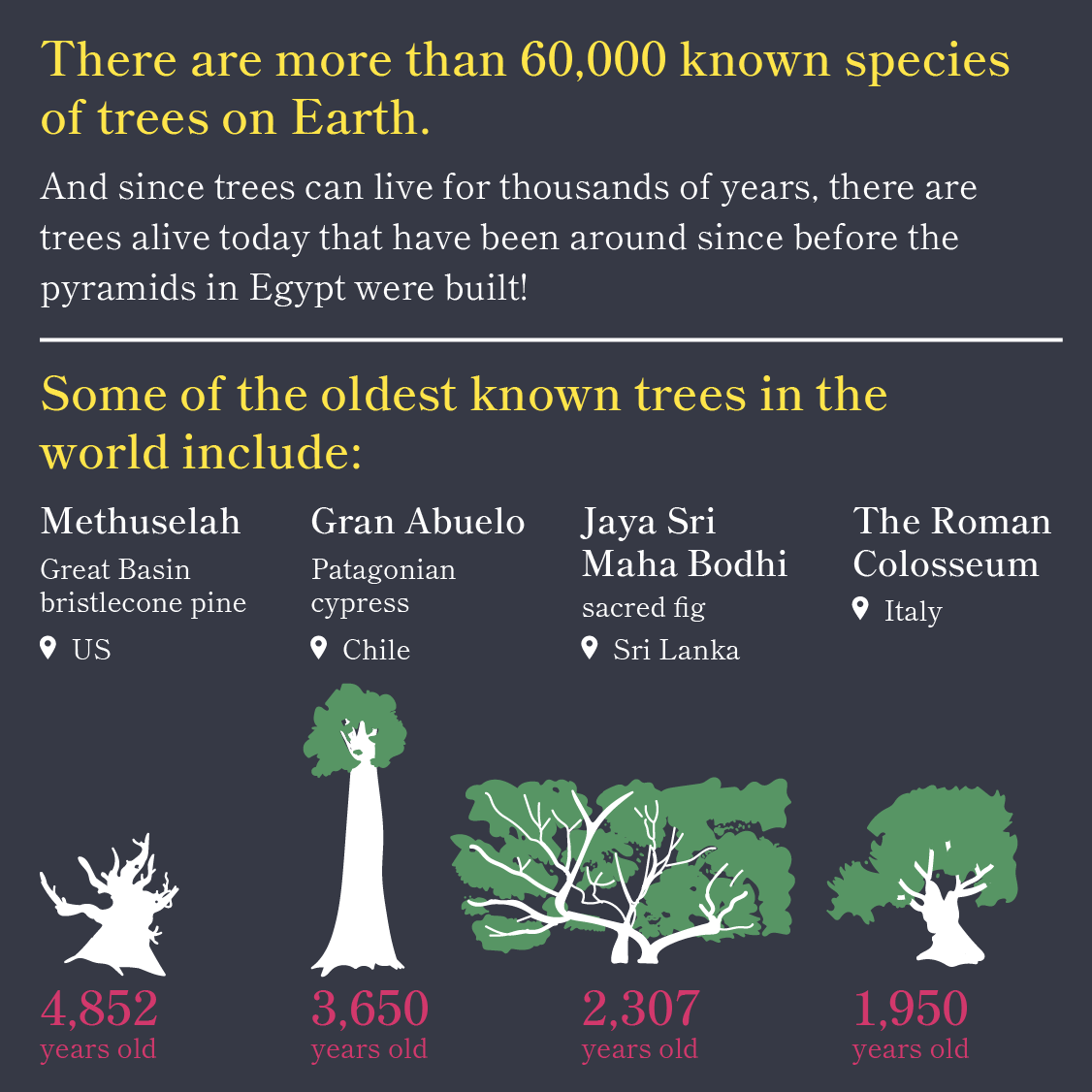 Why Trees are Awesome 1