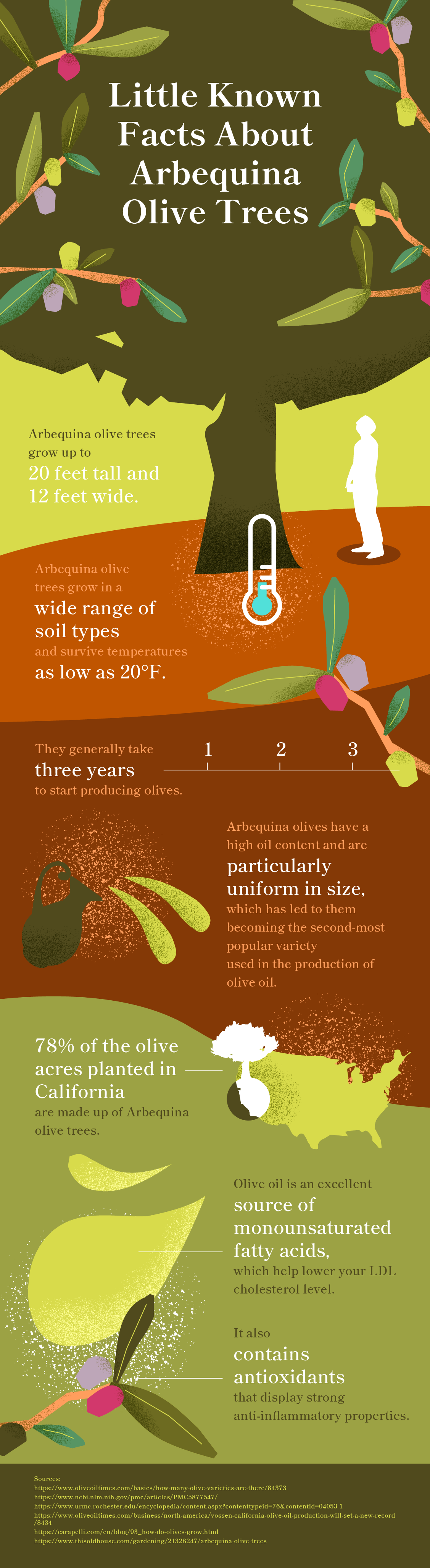 Arbequina Olive Tree Infographic