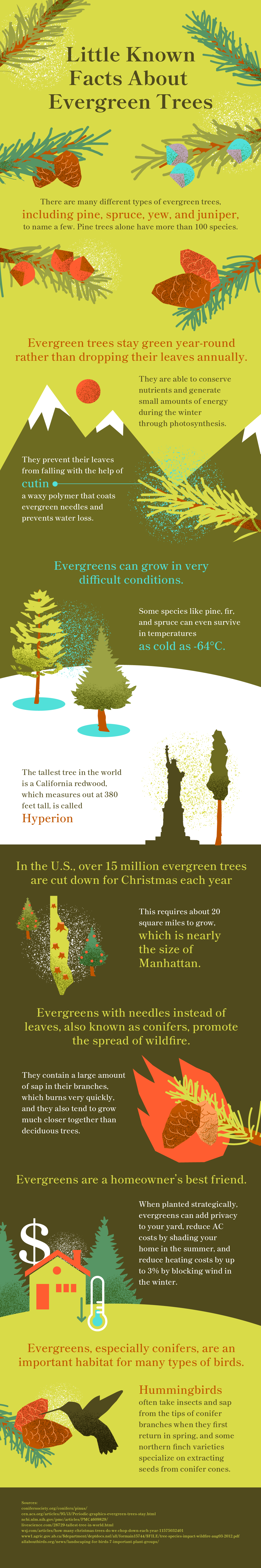 Evergreen Tree Infographic