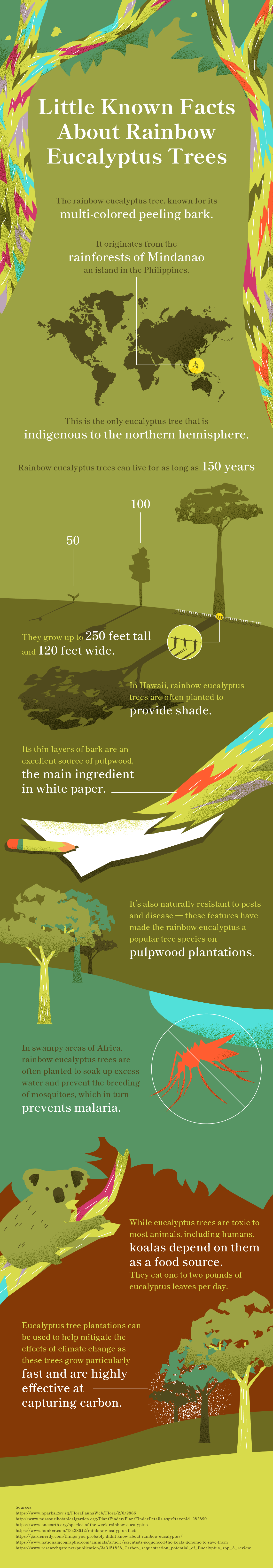 Rainbow Eucalyptus Tree Infographic