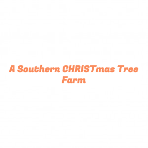 A Southern Christmas Tree Farm