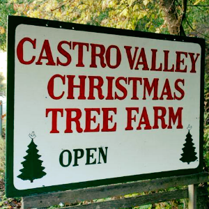 Castro Valley Christmas Tree Farm