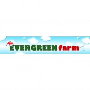 Evergreen Christmas Tree Farm