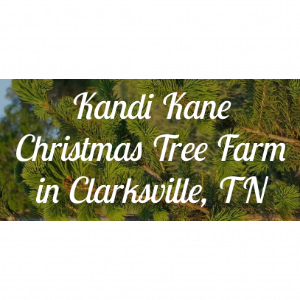 Kandi Kane Christmas Tree Farm