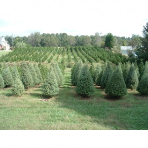 Thompson_s Tree Farm