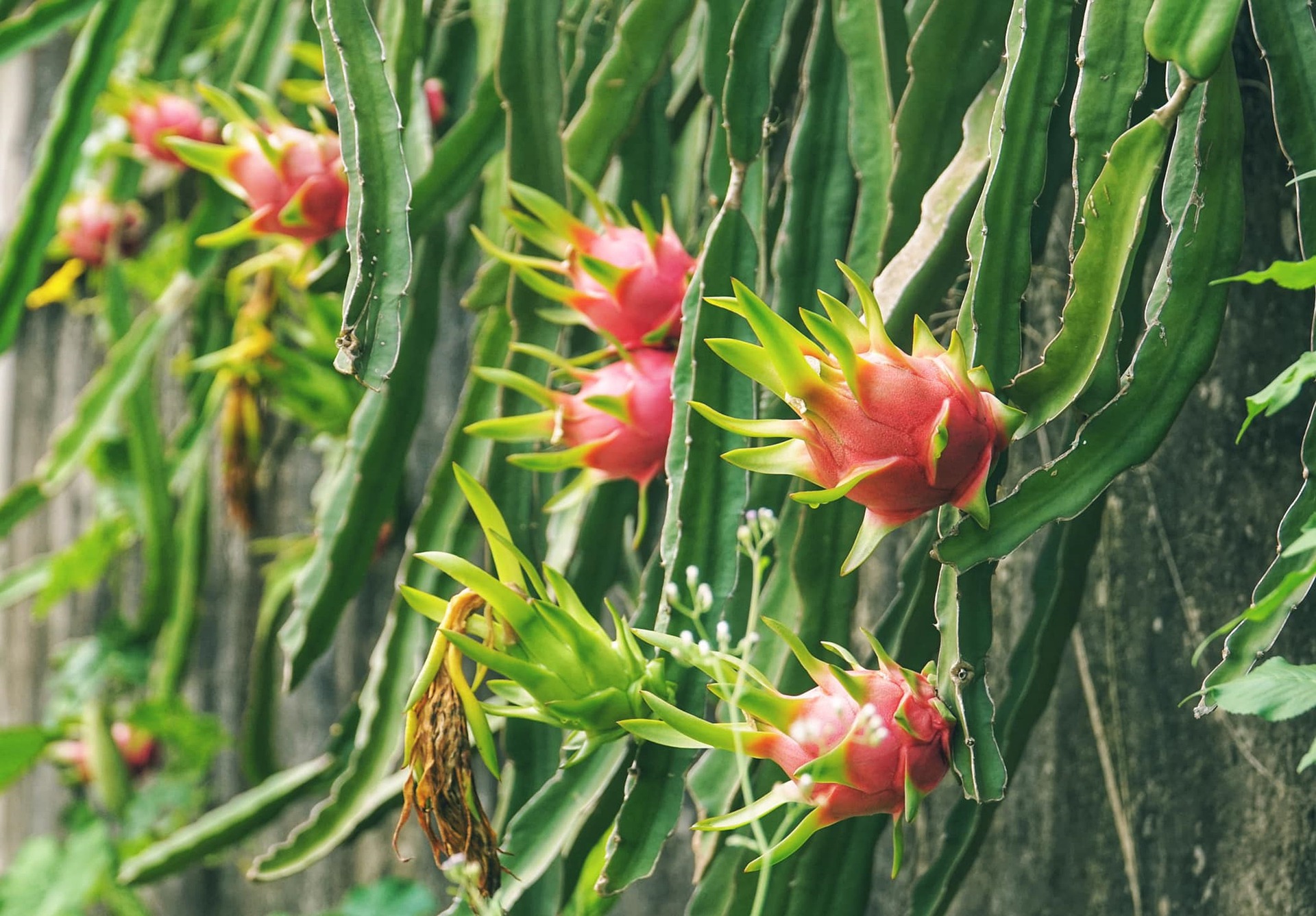 Dragon fruit — it's good for your health - Chicago Sun-Times