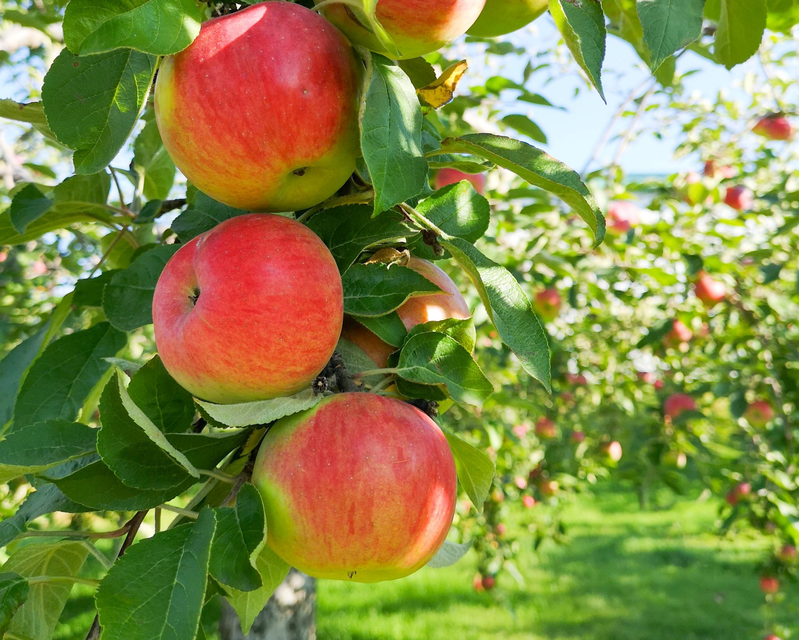 Where to score fresh Honeycrisp apples around Indianapolis