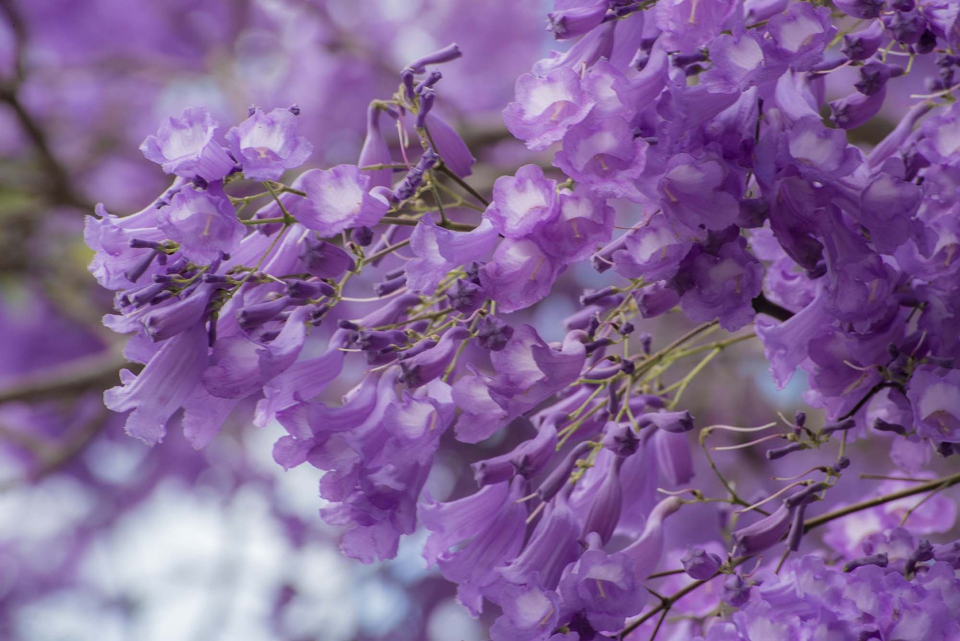 Jacaranda Tree 2