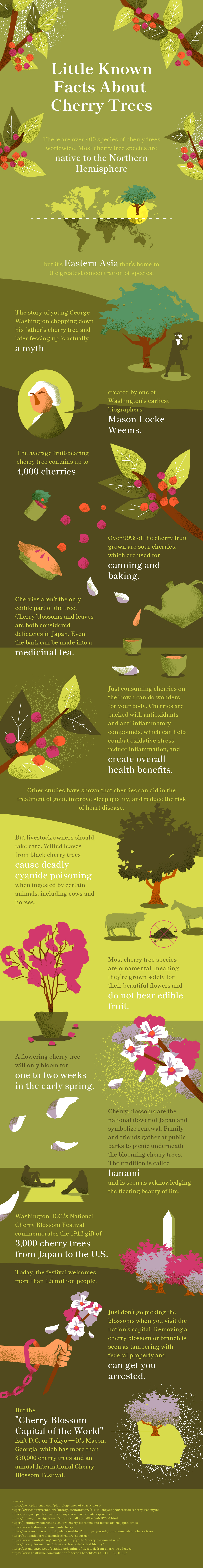 Cherry Trees Infographic