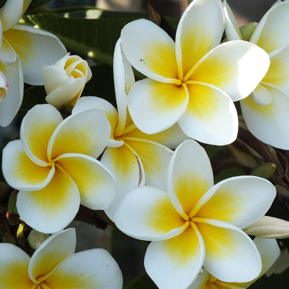 Plumeria for Sale Buying & Growing Guide