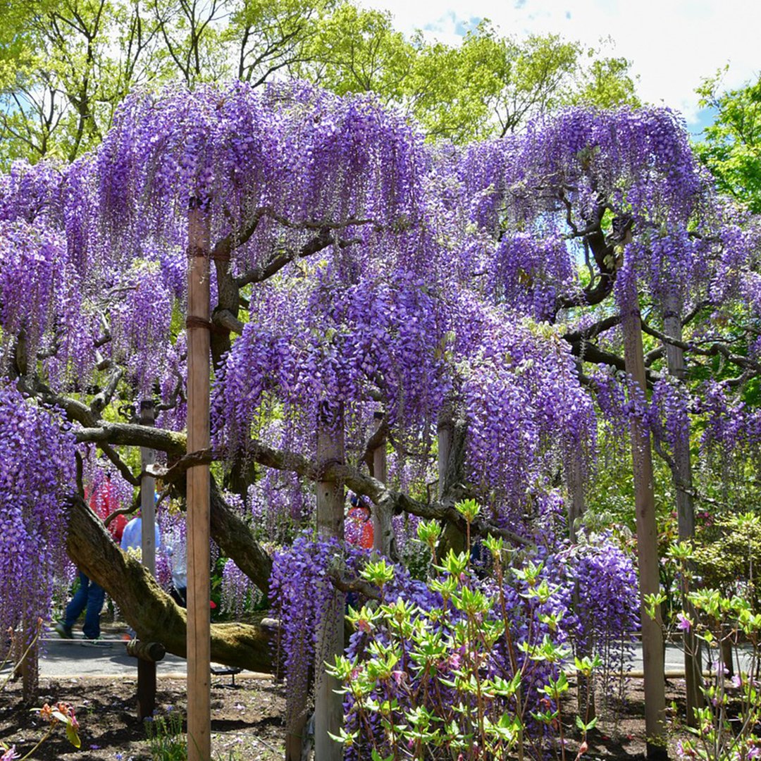 wisteria trees for sale - buying & growing guide - trees