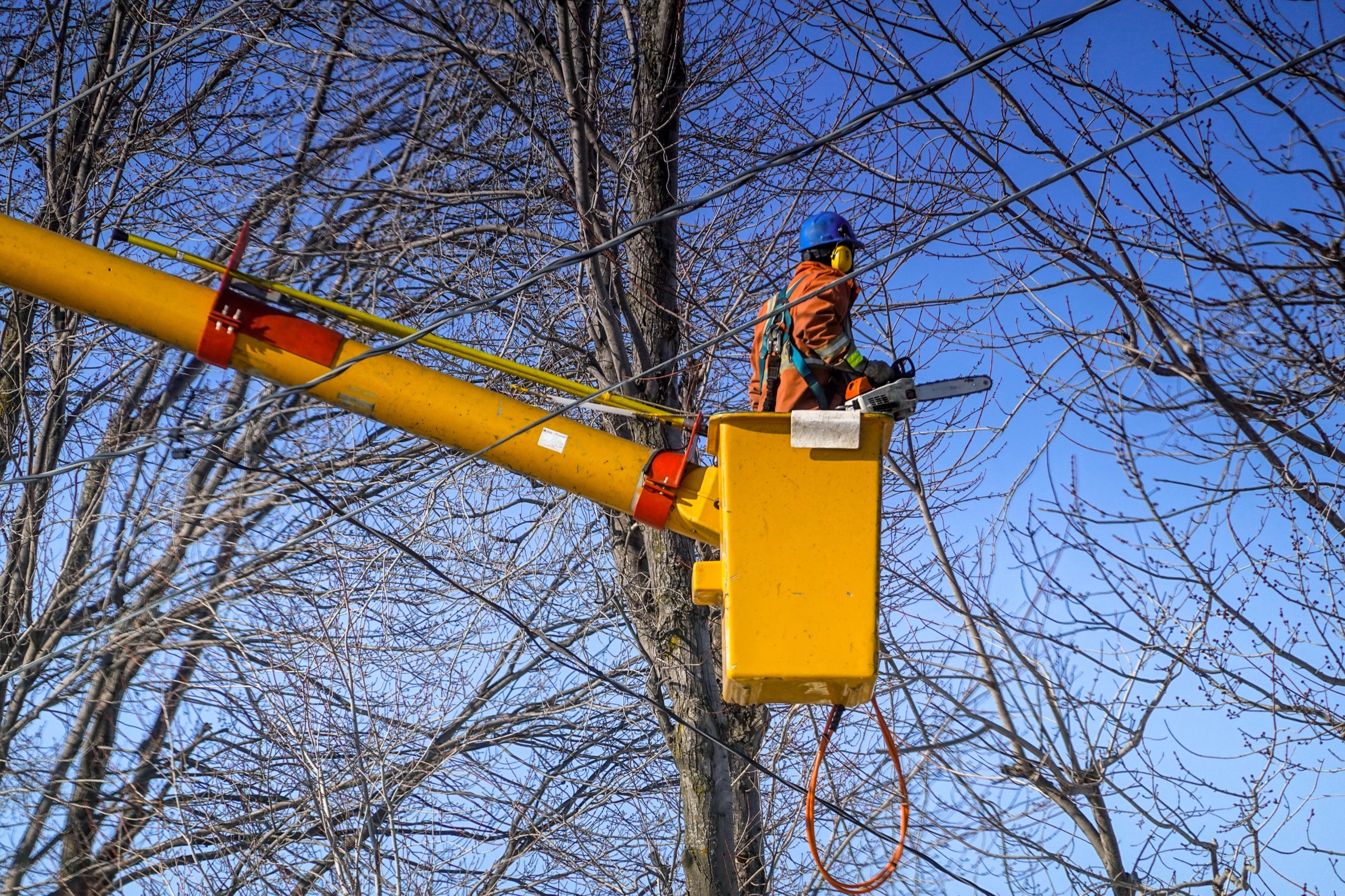 tree shrub removal