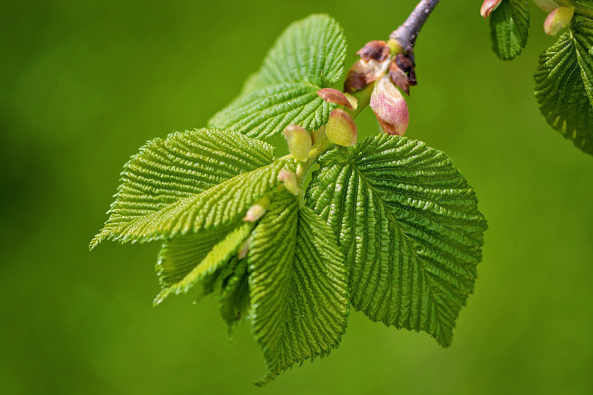 elm trees in new york state