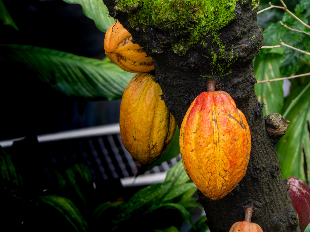 Chocolate Cocoa Plants For Sale Buying Growing Guide Trees