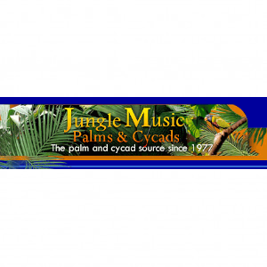 Jungle Music Palms _ Cycads