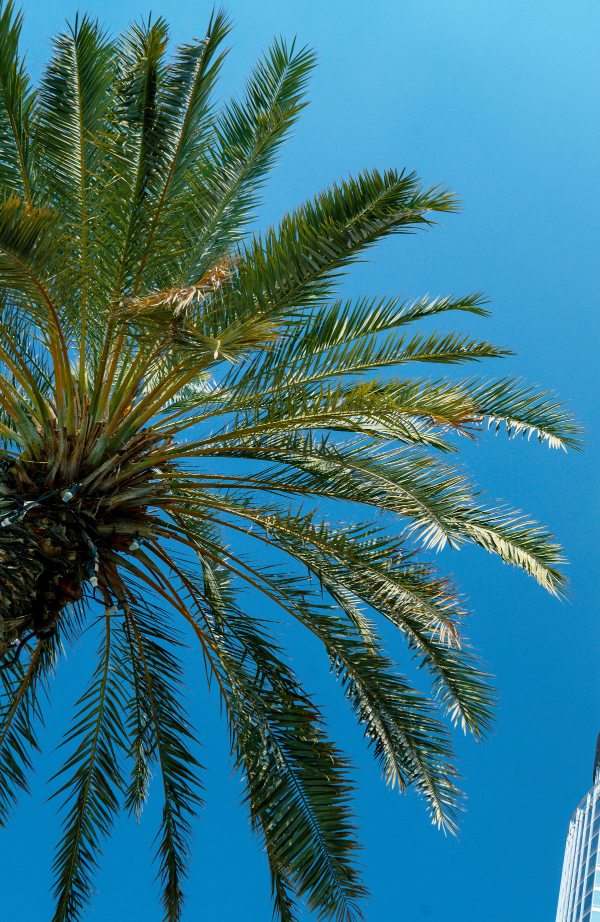 Sylvester Palm Trees for Sale - Buying & Growing Guide - Trees.com 