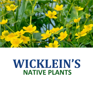 Wicklein's Native Plants