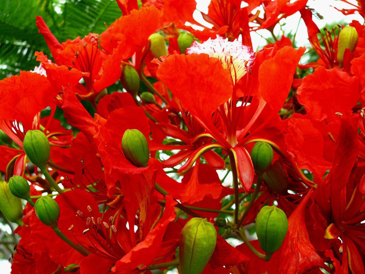 Poinciana Tree Flower with seeds