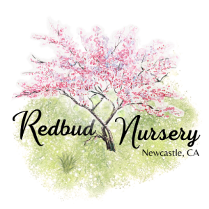Redbud Nursery