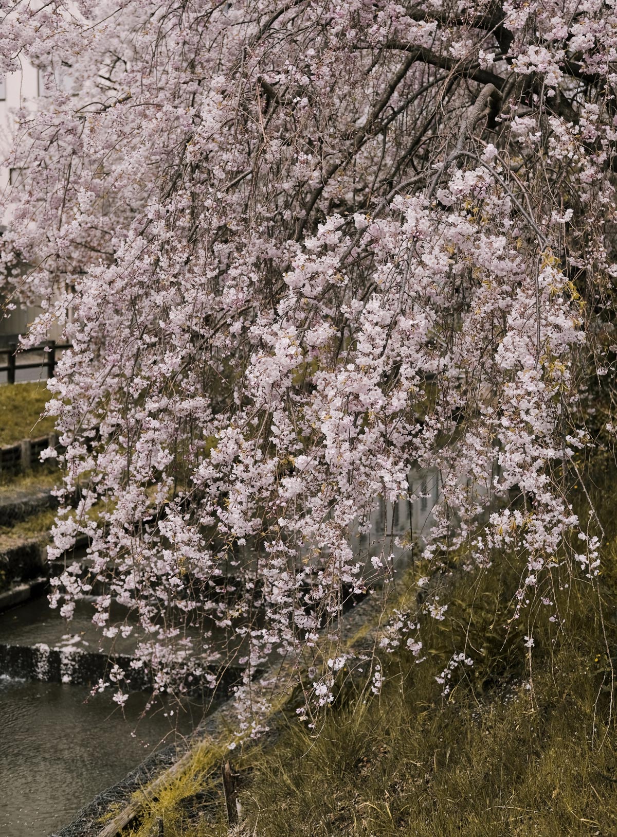 snow fountain weeping cherry trees