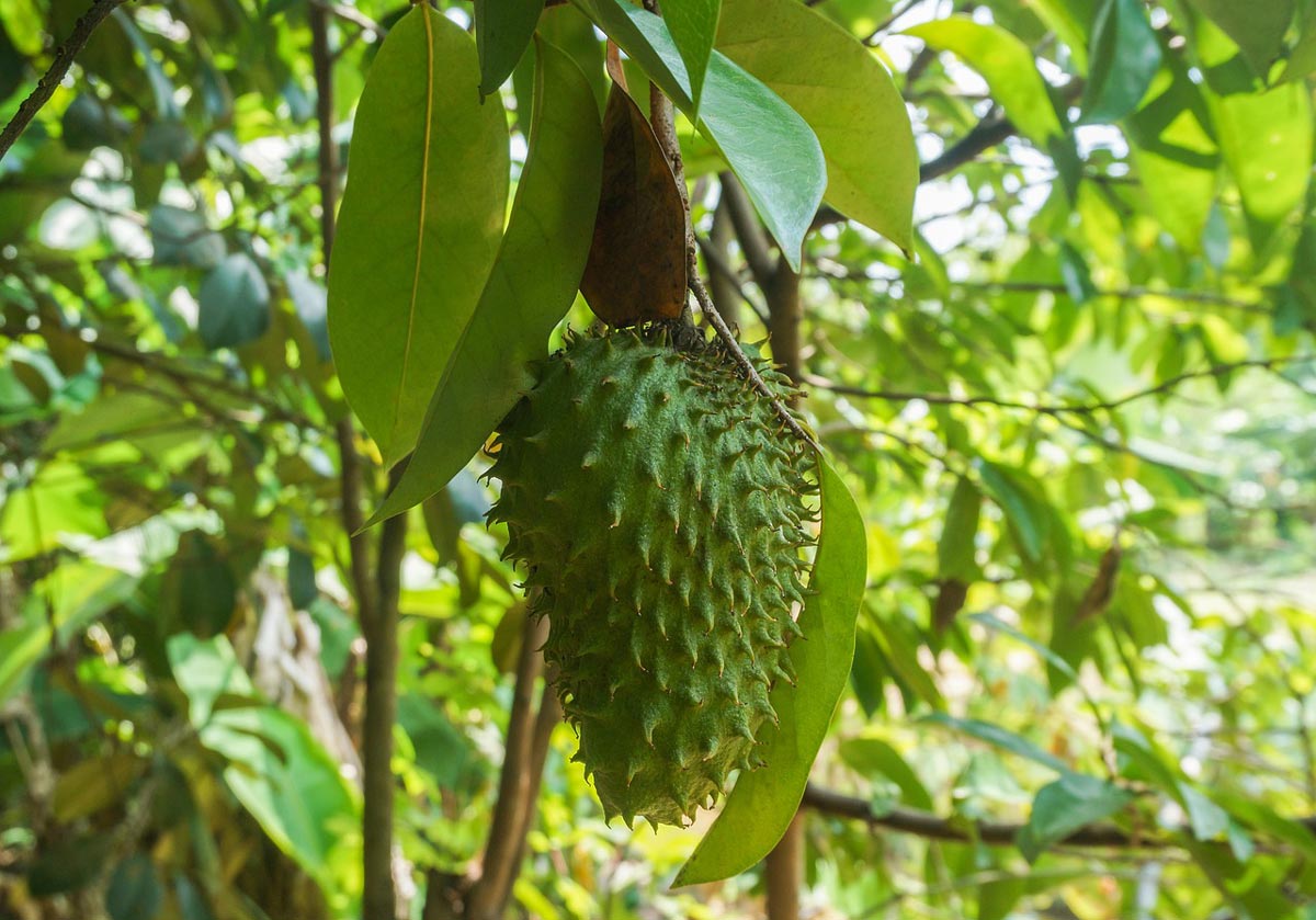 Soursop Tree for Sale Buying & Growing Guide