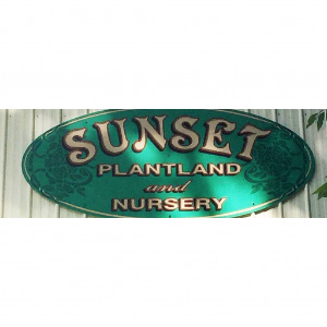 Sunset Plantland _ Nursery