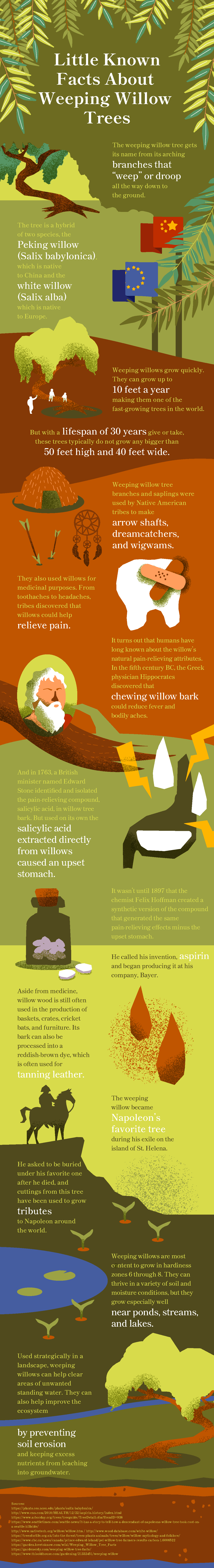 Weeping Willow Tree Infographic