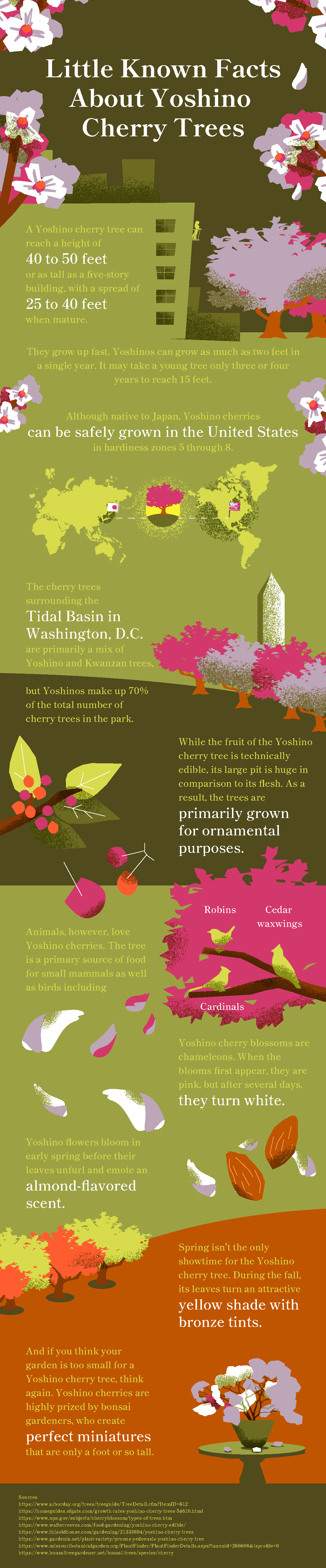 Yoshino Tree Infographic