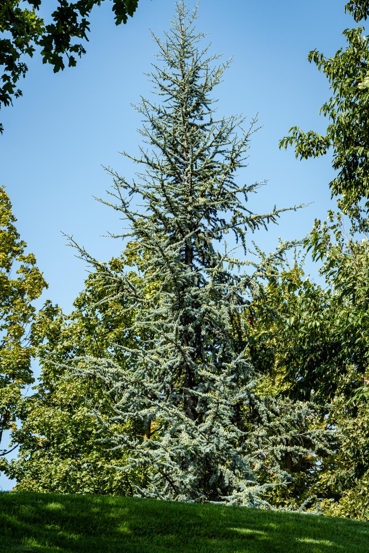 blue atlas cedar tree for sale - buying & growing guide - trees
