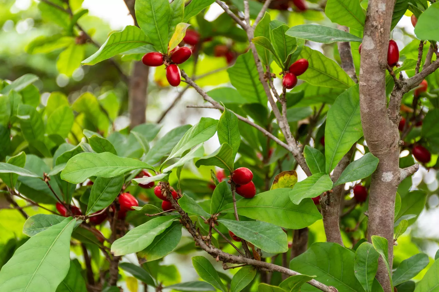miracle fruit plants for sale - buying & growing guide | trees