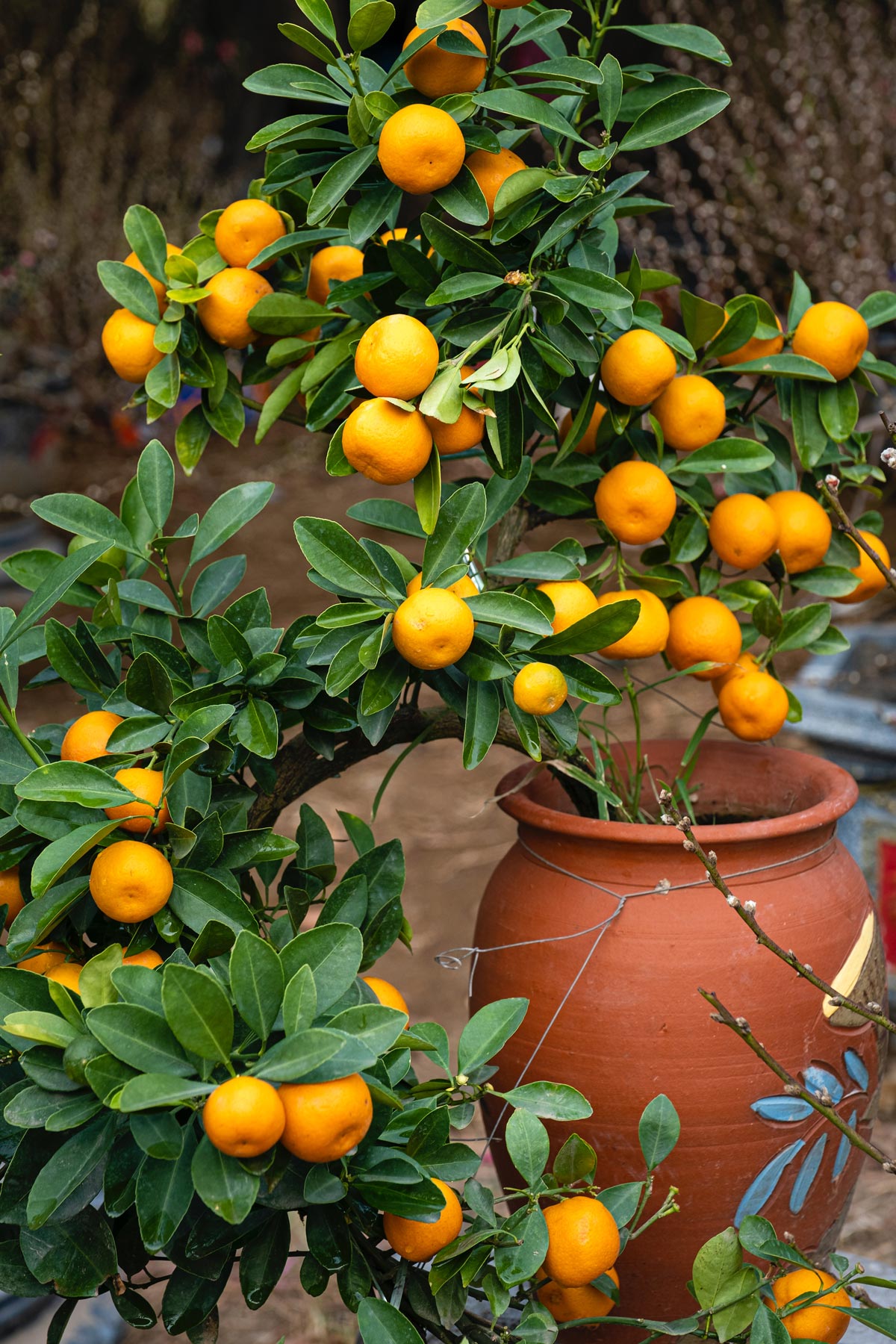 Owari Satsuma for Sale Buying & Growing Guide