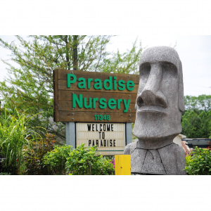 Paradise Landscape _ Nursery