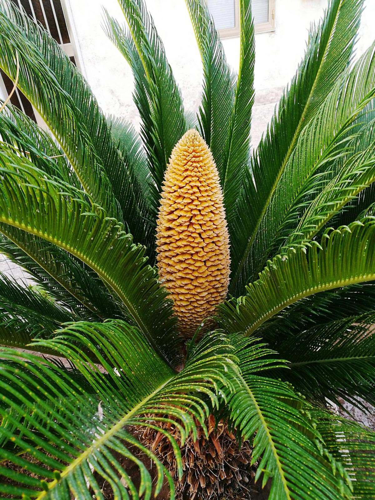 6 ft. Artificial Sago Palm Tree