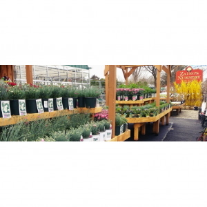 Zainos Nursery _ Garden Center