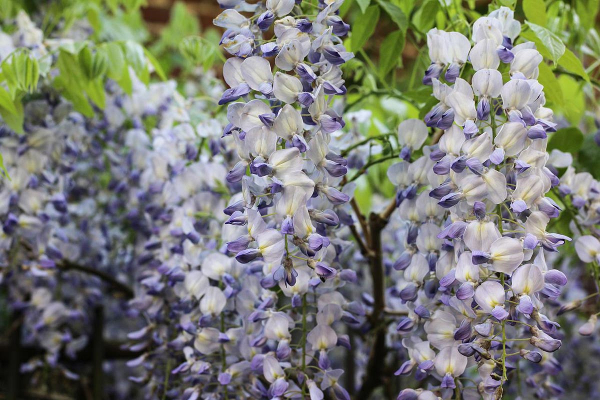 20+ Blue Moon Wisteria Plant