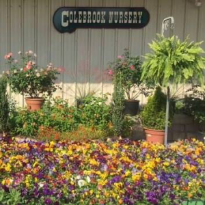 Colebrook Nursery