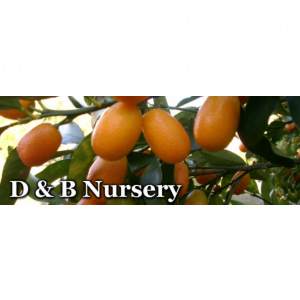 D_B Nursery